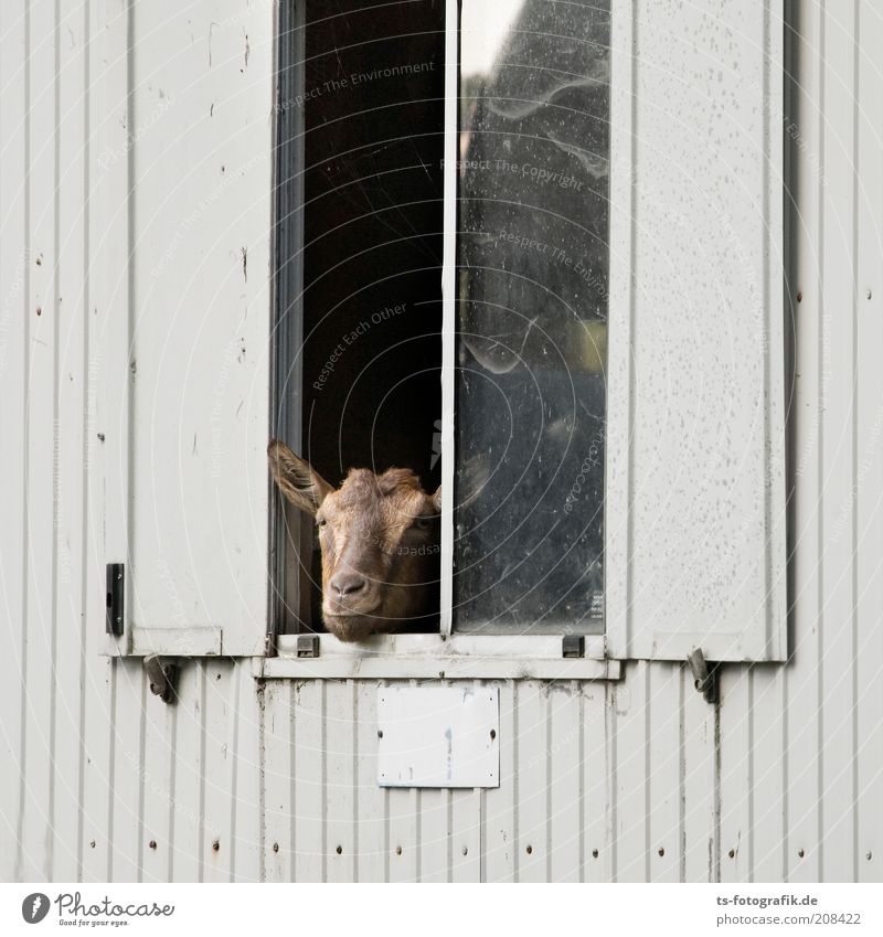 Hallo Nachbar! Tier Fenster Fensterladen Stall Wohnwagen Bauwagen Haustier Nutztier Tiergesicht Ziegen 1 beobachten Blick außergewöhnlich lustig Neugier braun