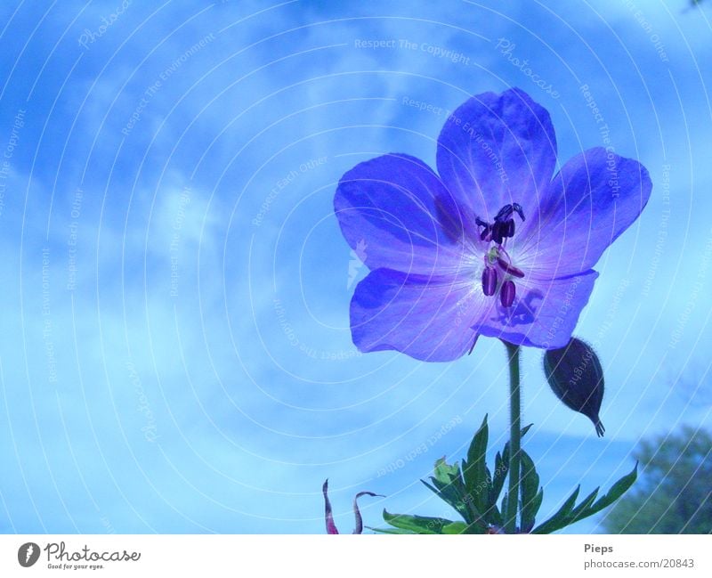 blaue Varietät 2 Farbfoto Außenaufnahme Nahaufnahme Tag Sommer Natur Pflanze Himmel Blume Blüte Wiese wild Vergänglichkeit storchenschnabel blue blossom flower