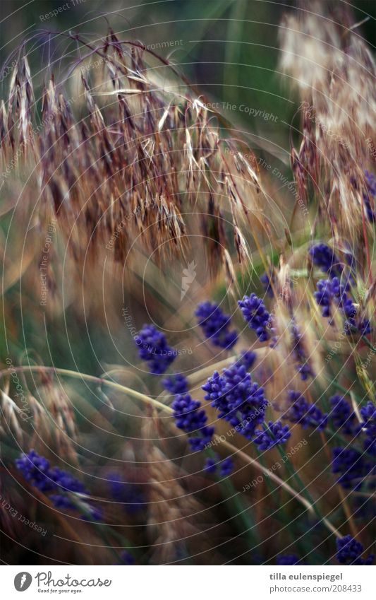 frühstückscerealien Umwelt Natur Pflanze Sommer Blüte wild Getreide Gras Lavendel natürlich violett durcheinander Außenaufnahme Schwache Tiefenschärfe