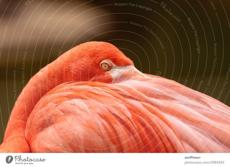 Rosa karibischer Flamingo, Phoenicopterus ruber Auge Tier Wildtier Vogel Tiergesicht 1 wild orange rosa rot rosa Flamingo Karibischer Flamingo