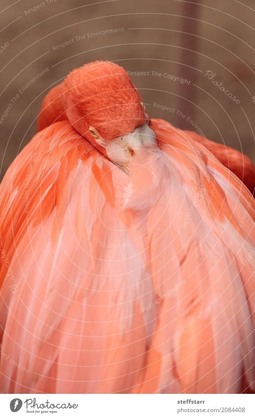 Rosa karibischer Flamingo, Phoenicopterus ruber Tier Wildtier Vogel 1 wild orange rosa rot rosa Flamingo Karibischer Flamingo phoenicopterus ruber Wildvogel