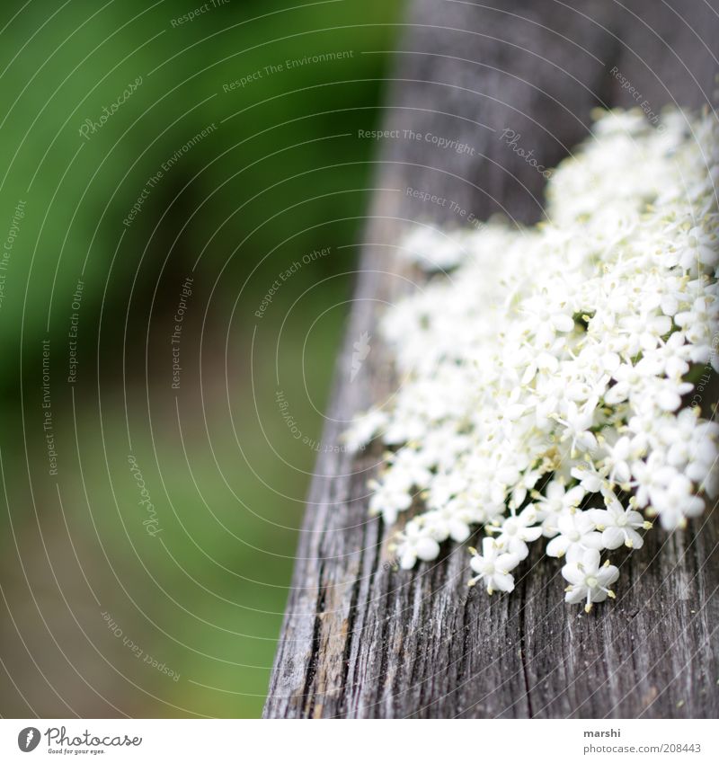 von allem etwas Natur Frühling Sommer Pflanze Blume Sträucher Blüte grün weiß Holzstruktur Unschärfe Detailaufnahme Nahaufnahme Holunderbusch Farbfoto