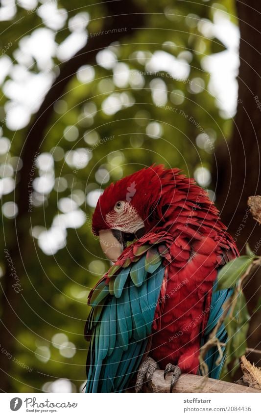 Grüner Flügel Macaw Ara chloropterus Baum Tier Wildtier Vogel 1 blau grün rot Grünflügelara Roter und grüner Ara gefährdet Südamerika Papagei Wildvogel Tierwelt