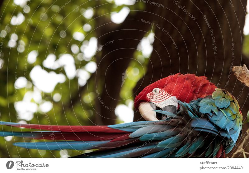 Grüner Flügel Macaw Ara chloropterus Tier Wildtier Vogel 1 blau grün rot Grünflügelara Roter und grüner Ara gefährdet Südamerika Papagei Wildvogel Tierwelt