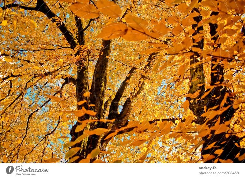 Herbst Natur Schönes Wetter Baum Blatt Wald Holz gelb Wind Herbstwald Wärme Herbstlaub herbstlich Herbstbeginn Herbstwind Herbstwetter Herbsthimmel