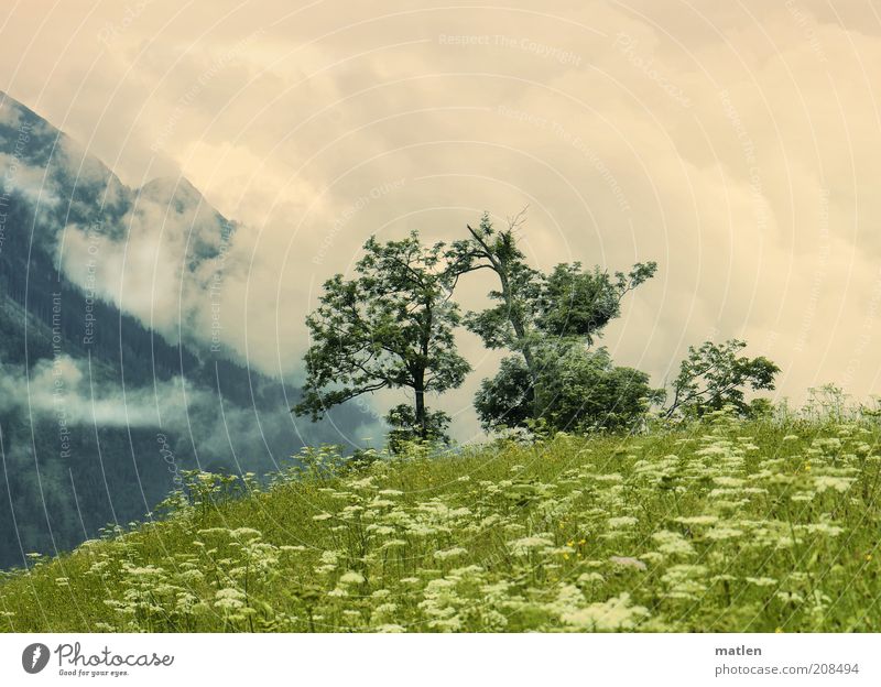 Bewölkung Freiheit Berge u. Gebirge Landschaft Pflanze Himmel Wolken Sommer schlechtes Wetter Gras Wiese Gipfel Duft fantastisch Unendlichkeit grün weiß Baum