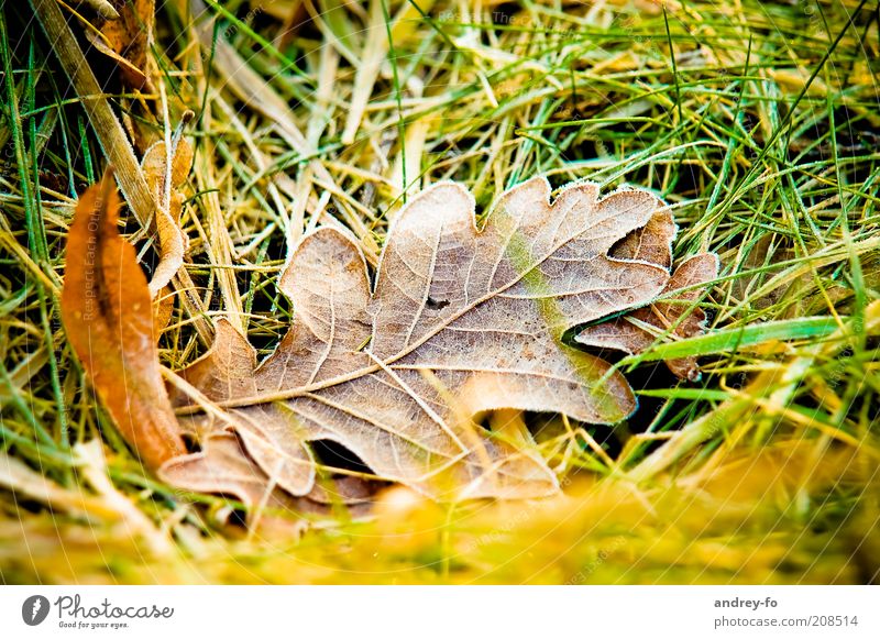 Eichenblatt Natur Gras Blatt kalt Herbst Tau Herbstlaub Herbstfärbung Herbstwetter frieren herbstlich Herbstbeginn Blätterfall braun feucht Nahaufnahme nass
