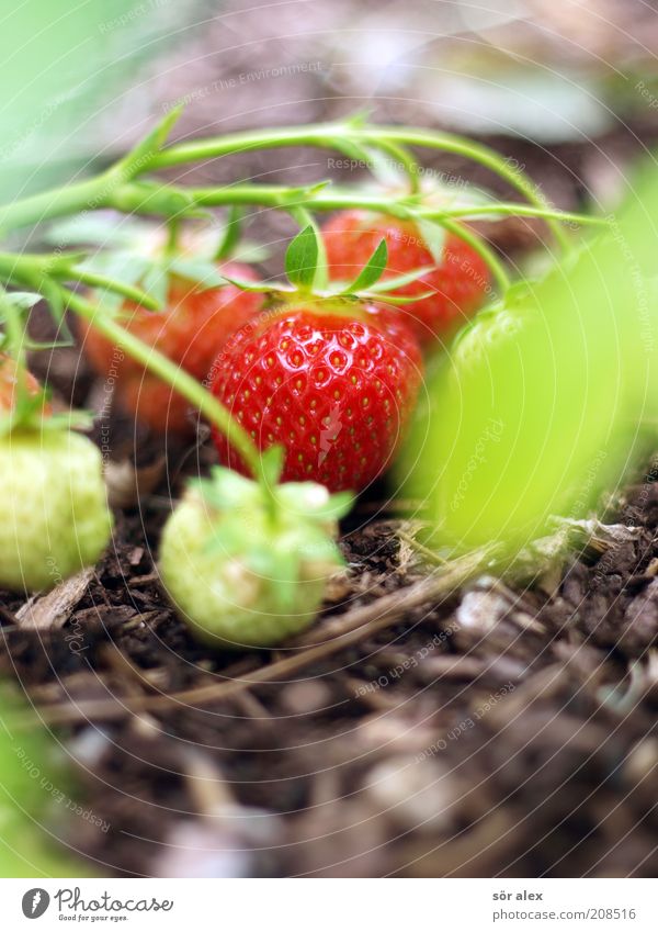 Fruchtreife Pflanze Erdbeeren Rindenmulch Garten Wachstum Gesundheit lecker natürlich saftig schön süß braun grün rot Reifeprozess Bioprodukte vitaminreich