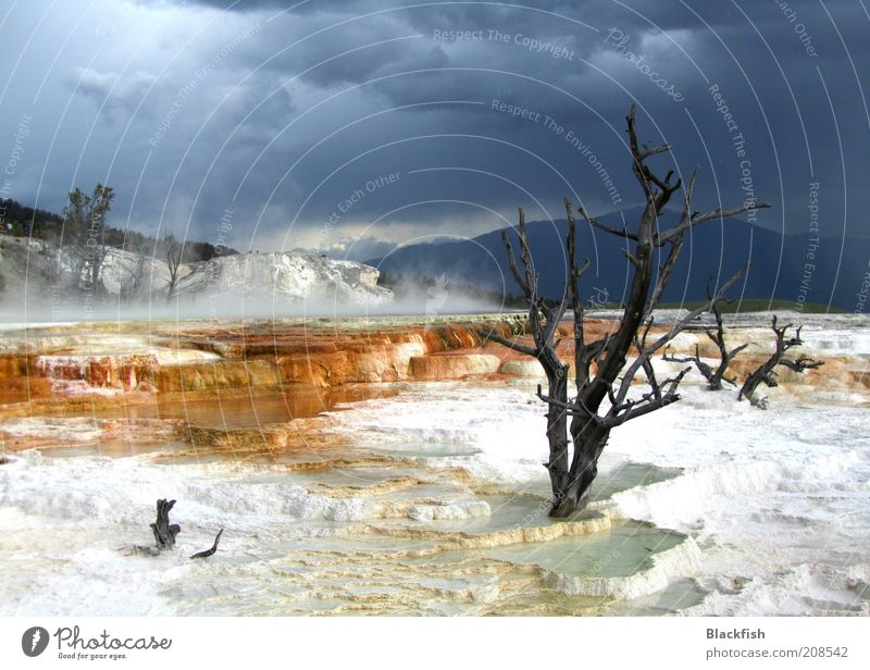 Dunkel Wolken über totem Baum im Yellowstone Nationalpark. Natur Landschaft Urelemente Wasser Himmel Gewitterwolken Wetter schlechtes Wetter Schnee Sträucher