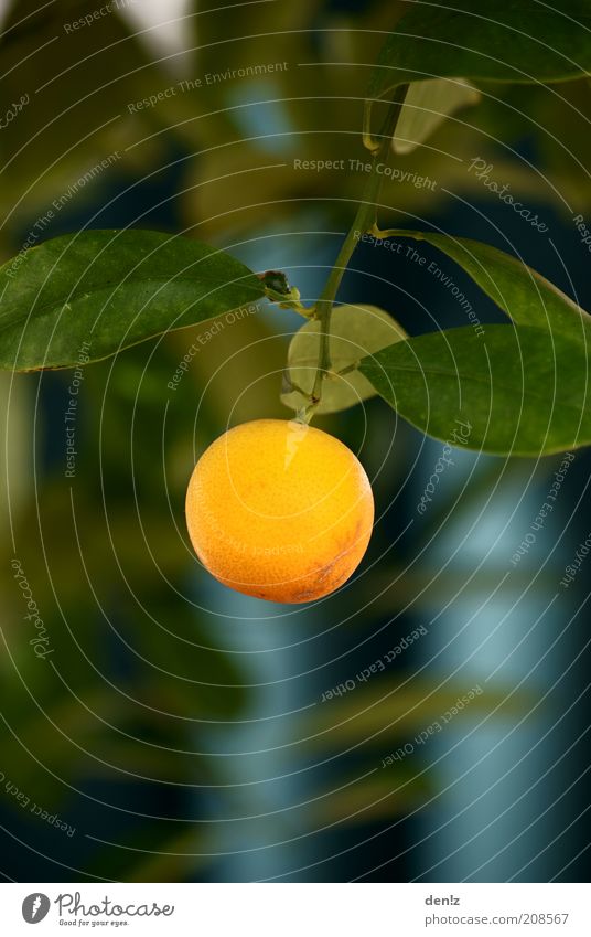 Einsame Orange Natur Sommer Schönes Wetter Baum Obstbaum Orangenbaum hängen Wachstum Gesundheit lecker rund Wärme Farbfoto Außenaufnahme Nahaufnahme Tag