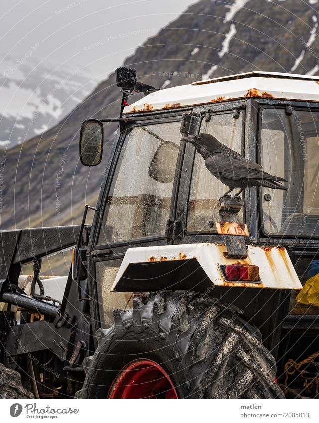 Trekka fahrn Landschaft Frühling schlechtes Wetter Regen Berge u. Gebirge Traktor braun grau rot weiß Rabenvögel Island Rückspiegel Farbfoto Außenaufnahme
