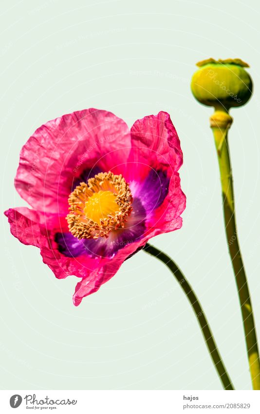 Schlafmohn, Blüte und Kapsel Rauschmittel Medikament Pflanze violett Sucht Mohn Opium Alkaloid Betäubungsmittel Narkotikum Pharmzie Gift Asien Nahaufnahme