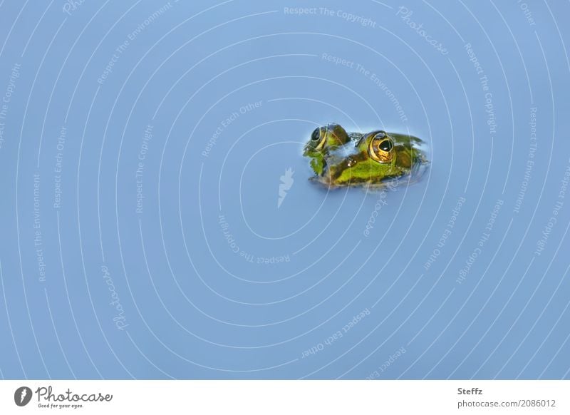 Teichaugen Frosch Rana esculenta Gartenteich Froschauge Froschteich Amphibien beobachten aufgetaucht auftauchen Froschkonzert wachsam achtsam Wachsamkeit
