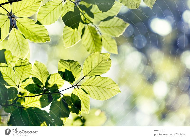 Blätterdach Natur Frühling Sommer Baum Blatt Laubbaum Ast Buche Buchenblatt fantastisch hell positiv schön grün Leben Leichtigkeit Umweltschutz Wachstum