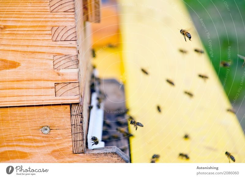 im Anflug Umwelt Natur Tier Hütte Nutztier Biene Flügel Schwarm Holz fliegen klein braun gelb schwarz Bienenstock Bienenkorb wiederkommen Honig Holzkiste