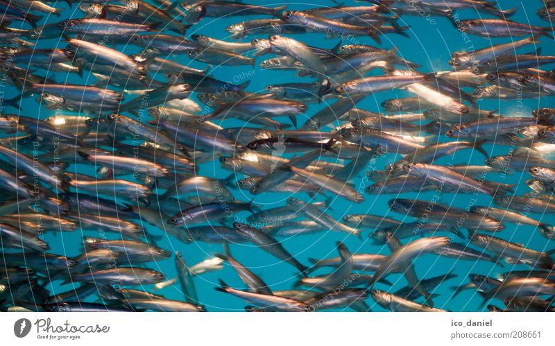 im Strom schwimmen Umwelt Natur Wasser Tier Fisch Schuppen Tiergruppe frisch Zusammensein kalt natürlich viele blau silber Leben Farbfoto Gedeckte Farben