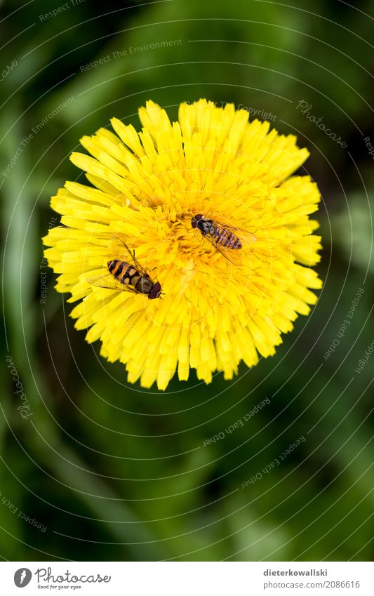 Löwenzahn mit Insekten Umwelt Natur Landschaft Pflanze Tier Frühling Sommer Blume Gras Garten Park Wiese Feld Nutztier Wildtier Fliege Biene Flügel fliegen