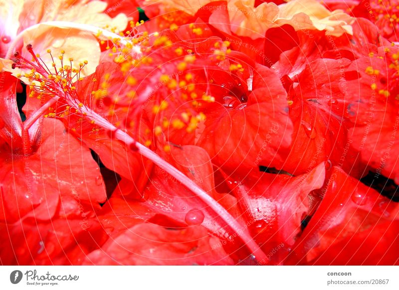 Malaysian flowers Blüte Blume rot saftig feucht schön Kuala Lumpur Geruch