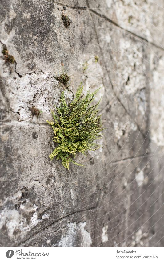 Sprössling Natur Pflanze Farn Blatt Grünpflanze Park Altstadt Bauwerk Mauer Wand Armut natürlich rebellisch trocken grau grün Einsamkeit einzeln Farnblatt