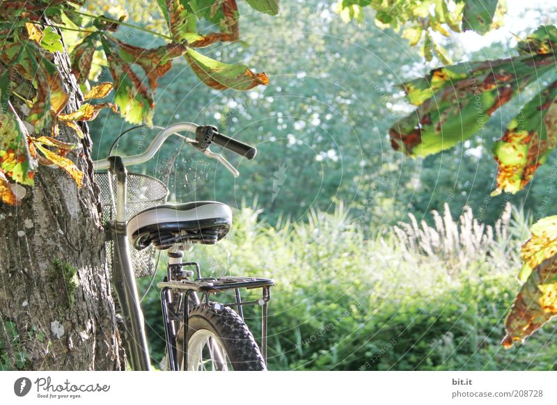 Abgestellt Ferne Freiheit Sommer Sommerurlaub Natur Landschaft Sonnenlicht Herbst Baum Sträucher Glück Fahrrad Herbstlaub Herbstfärbung Fahrradsattel