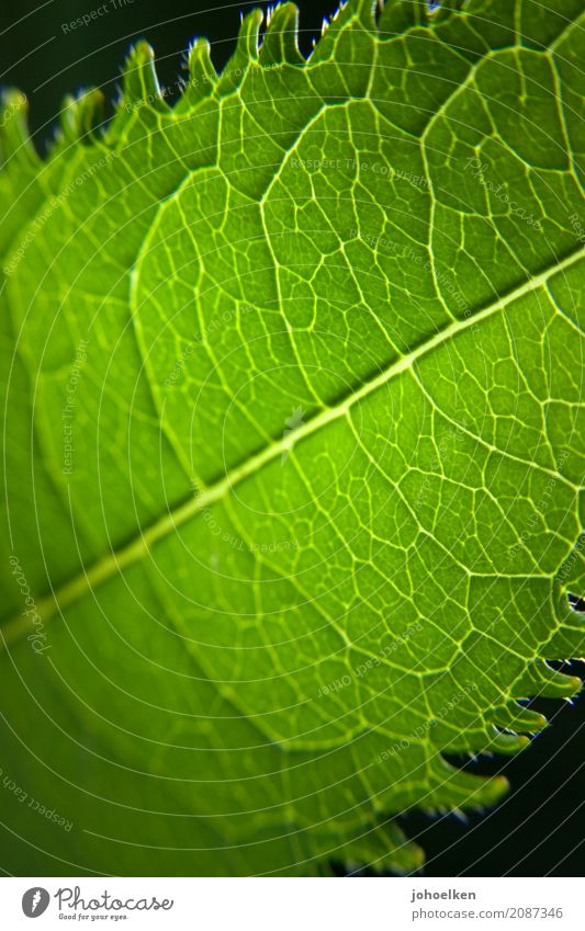 Grüne Lunge Umwelt Pflanze Sträucher Blatt Blattadern netzartig Urwald atmen leuchten frisch grün schwarz Reinheit Farbe Gesundheit Hoffnung Klima Natur