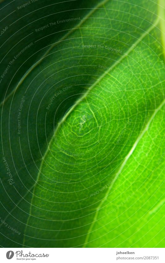 Grüne Topologie Pflanze Blatt Grünpflanze Garten Park Wald Netz Netzwerk drehen leuchten nah grün schwarz Bewegung bizarr Energie Farbe Natur Landkarte
