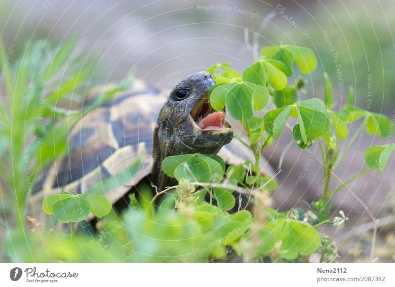 <<< 500 >>> Langsam aber sicher :) Umwelt Natur Tier 1 grün Schildkröte Schildkrötenpanzer Reptil Fressen Essen Klee Kleeblatt Haustier Wildtier Farbfoto