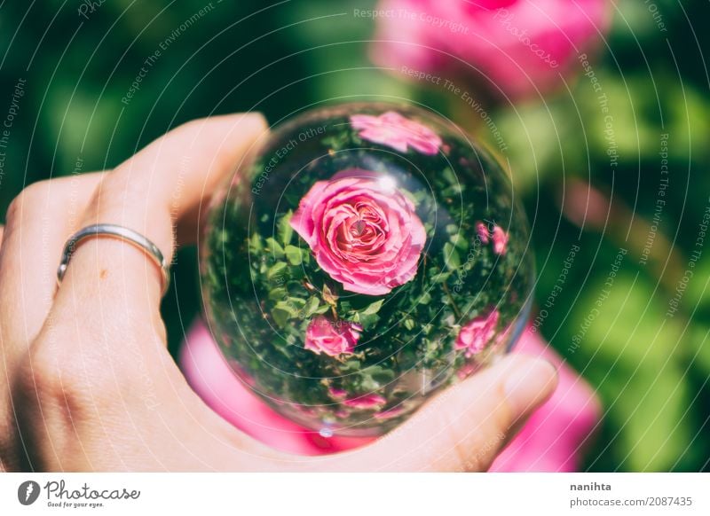 Rosa Rosen Blick durch eine Kristallkugel Hand Umwelt Natur Pflanze Sträucher Ring Glas Kristalle authentisch außergewöhnlich Coolness gut hell schön grün rosa