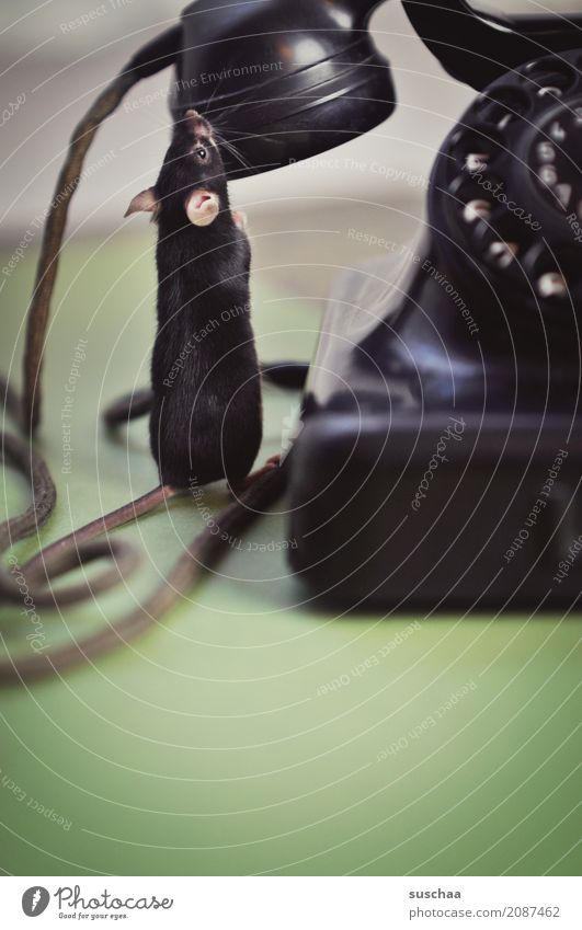 telefonieren mäuse? Maus Tier Haustier Säugetier Schwanz Kabel Telefongespräch Telekommunikation Telefonhörer Hörmuschel altes Telefon Wählscheibe