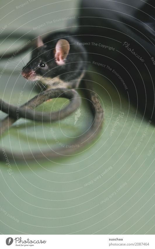 kabelmaus Maus Haustier Nagetiere Säugetier Ohr Fell schwarz äuglein Vorsicht Angst niedlich süß klein winzig Kabel Telefon entdecken Neugier Ekel
