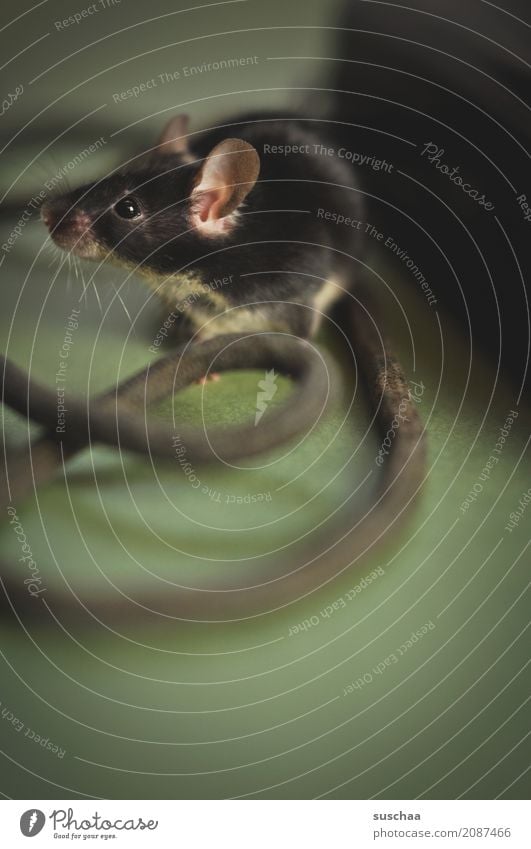 kabelmaus Maus Haustier Nagetiere Säugetier tierisch Ohr Fell schwarz äuglein Vorsicht Angst niedlich süß klein winzig Kabel Telefon entdecken Neugier Ekel