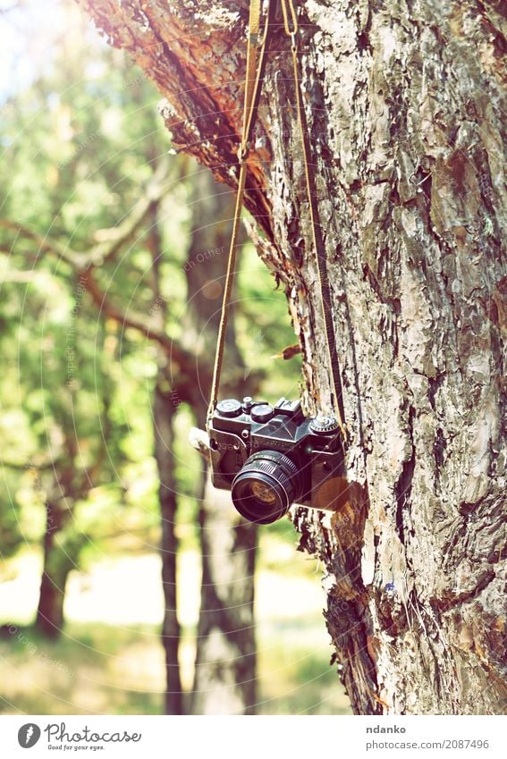 Alte Retro- Filmkamera, die an einem Baum hängt Sonne Fotokamera Natur Gras Park Wald alt retro grün Filmmaterial Gerät erhängen Kofferraum Frühling
