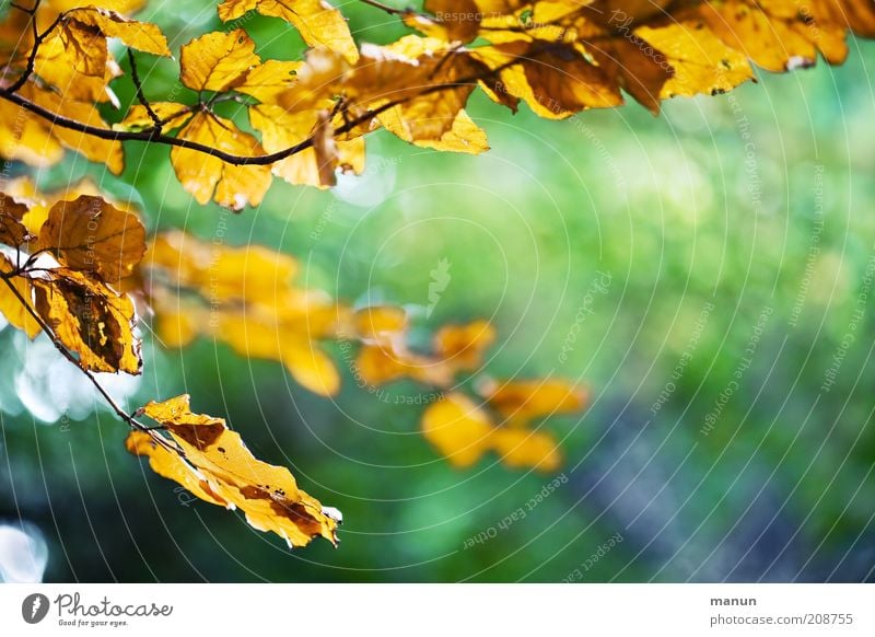 Herbstbeginn Natur Sonnenlicht Baum Blatt Buche Buchenblatt Herbstlaub herbstlich Herbstwetter Herbstfärbung Herbstlandschaft Ast Zweige u. Äste alt verblüht