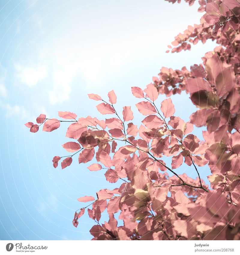 Rosarote Blässe Umwelt Natur Pflanze Himmel Sonne Frühling Sommer Schönes Wetter Baum Blatt Rotbuche Wachstum außergewöhnlich exotisch frei blau rosa Gefühle