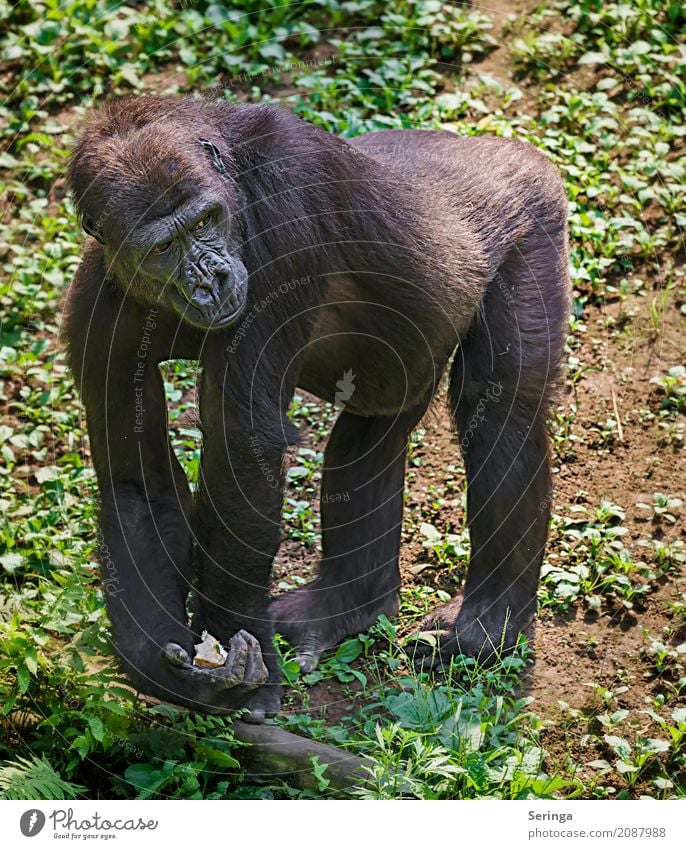 Hinter Gittern Tier Wildtier Tiergesicht Fell Pfote Fährte Zoo 1 Fressen hängen Affen Gorilla Farbfoto mehrfarbig Außenaufnahme Innenaufnahme Menschenleer Tag