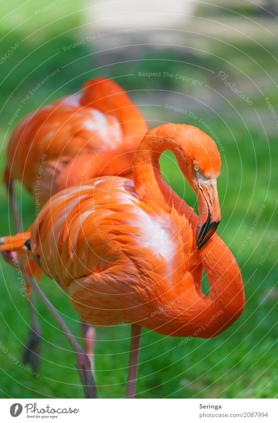 Leuchtendes Inferno Wasser Frühling Sommer Gras Tier Wildtier Vogel Flamingo Tiergesicht Flügel Zoo 1 leuchten orange Schnabel Feder Erholung Farbfoto