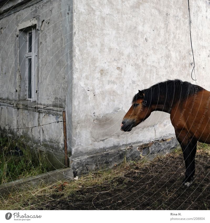 Es steht ein Pferd im Garten Tier Haustier 1 stehen Armut braun ländlich trist Gedeckte Farben Außenaufnahme Menschenleer Textfreiraum oben Wand Fassade Fenster