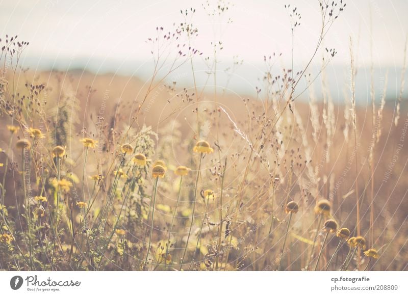 alles hat ein Ende ... Sommerwiese Ausflug Natur Pflanze Wolkenloser Himmel Horizont Sonnenlicht Schönes Wetter Blume Gras Blüte Grünpflanze Wiese beobachten