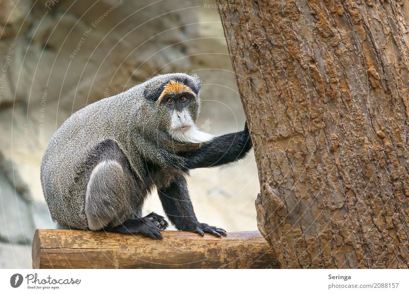 Hab ihn !!!!!!!!!!!!!!!! Baum Tier Wildtier Tiergesicht Fell Krallen Zoo 1 beobachten berühren festhalten genießen hocken Affen Farbfoto mehrfarbig