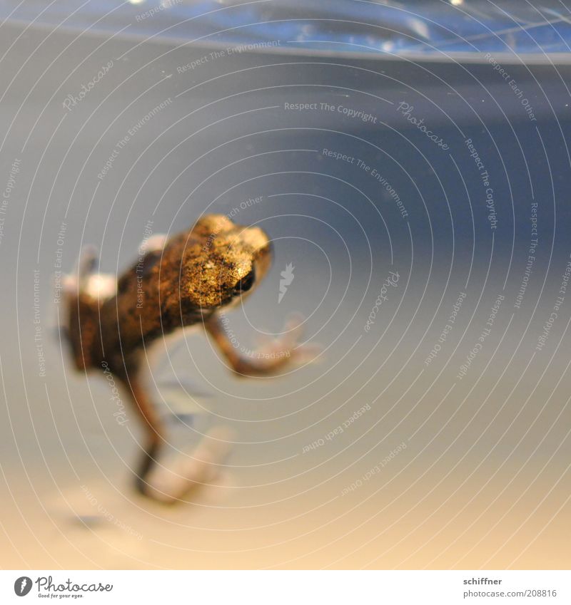 Jörg Tier Frosch 1 Tierjunges klein gold Klettern festhalten schimmern winzig Nahaufnahme Makroaufnahme Tierporträt Farbfoto Menschenleer auftauchen