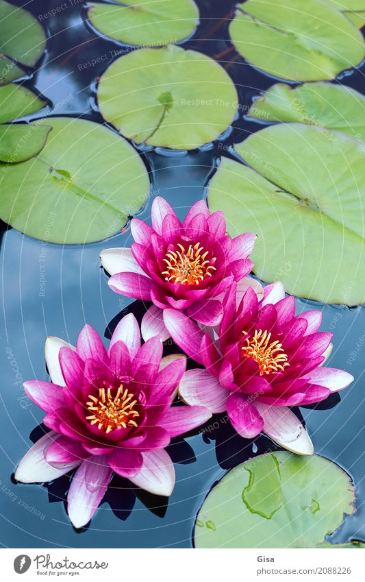 Meditierende Teichrosengruppe in pink Natur Pflanze Blatt Garten Wasser rosa Romantik Ehrlichkeit authentisch Weisheit Reinheit Hoffnung träumen einzigartig