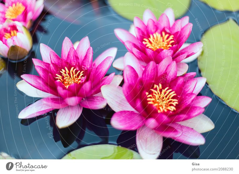 Meditierende Teichrosen in pink Pflanze Wasser Blatt Blüte exotisch nachhaltig positiv Sauberkeit schön feminin rosa Vertrauen Glaube Sinnesorgane Wellness