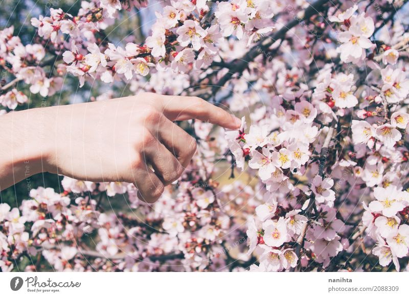 Die Hand des Mannes, die Mandel berührt, blüht Lifestyle Mensch maskulin Junger Mann Jugendliche 1 18-30 Jahre Erwachsene Umwelt Natur Frühling Baum Blume