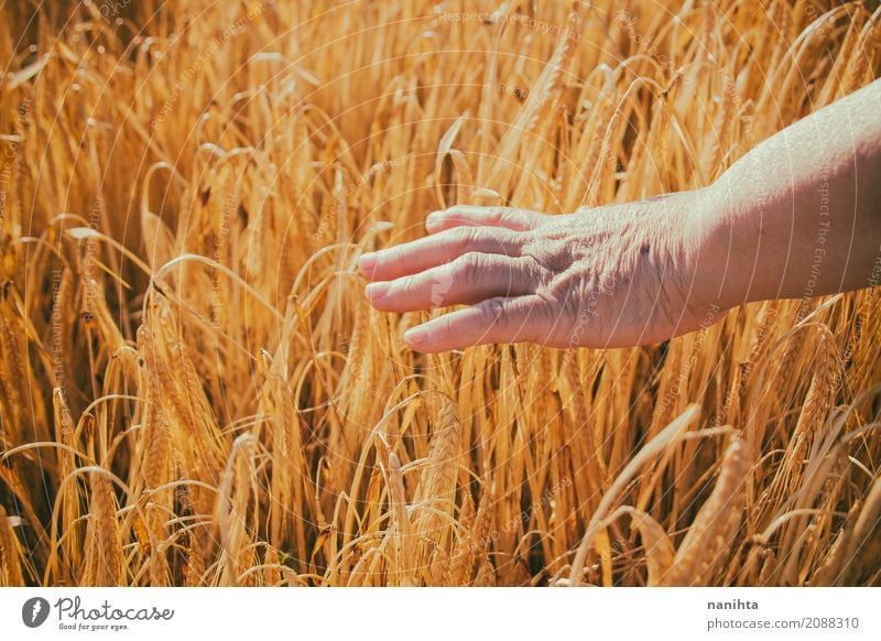 Rührender Weizen der alten Frau Hand Getreide Ernährung Vegetarische Ernährung Lifestyle Gesundheit Seniorenpflege Leben Erholung ruhig Landwirtschaft