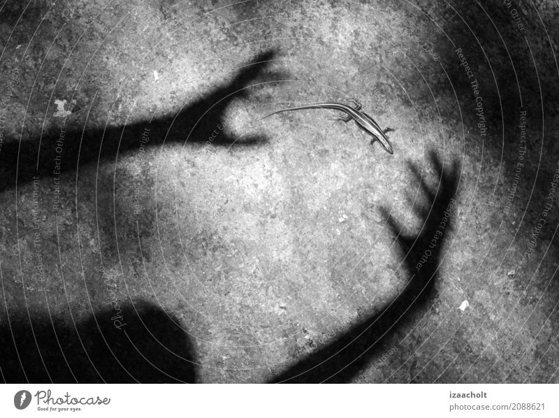 Schatteneidechse Sinnesorgane Hand Natur Tier Felsen Lizard Stein beobachten träumen wild Tierliebe entdecken Neugier Schattenspiel Schwarzweißfoto Tierporträt