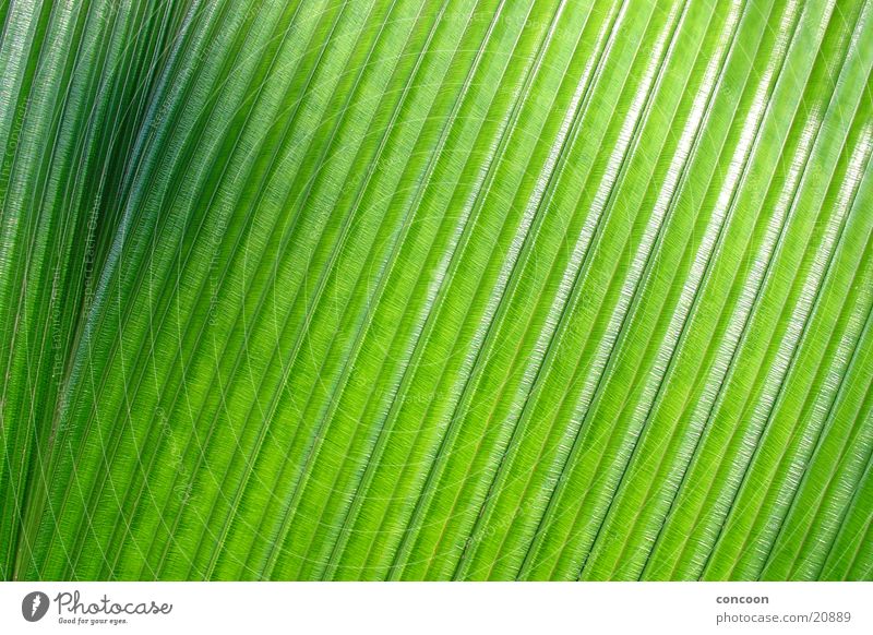 Struktur pur Palmenwedel Genauigkeit grün schwarz Verlauf Muster glänzend Singapore Detailaufnahme Strukturen & Formen Natur