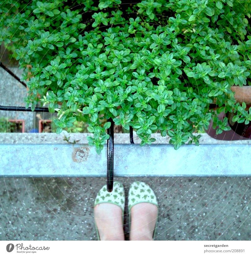 die unschuld vom lande. Freizeit & Hobby Gärtner Sommer Häusliches Leben Balkon feminin Frau Erwachsene Fuß 1 Mensch Pflanze Grünpflanze Hausschuhe retro grün