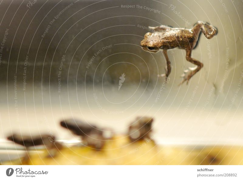 D’Artagnan und die drei Musketiere Tier Frosch 4 Tiergruppe Tierjunges hocken klein ausgeschlossen einzeln Einzelgänger Blick Nahaufnahme Nachkommen dominant