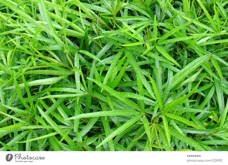 Grünzeug grün Blatt intensiv dünn Singapore Pflanze Blattgrün