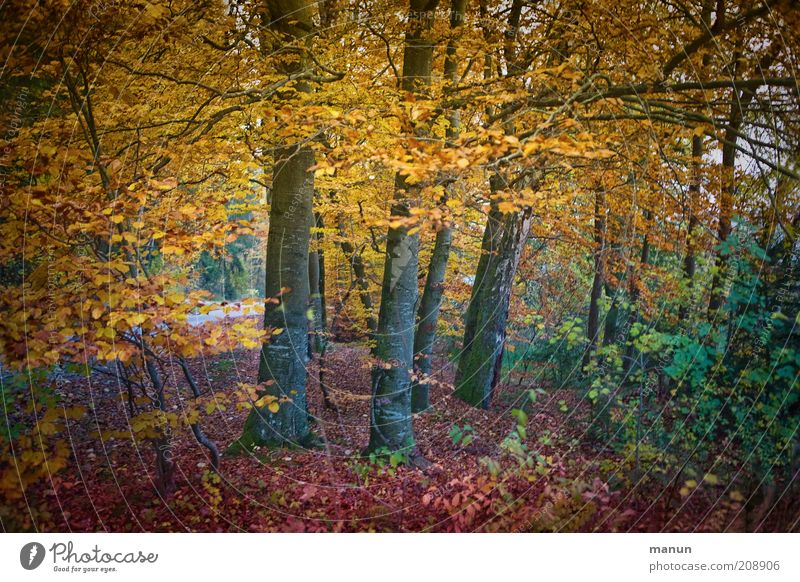 Herbstwald Ausflug Umwelt Natur Landschaft Baum Laubwald Herbstlaub herbstlich Herbstfärbung Herbstlandschaft Park Wald schön mehrfarbig gelb Erholung